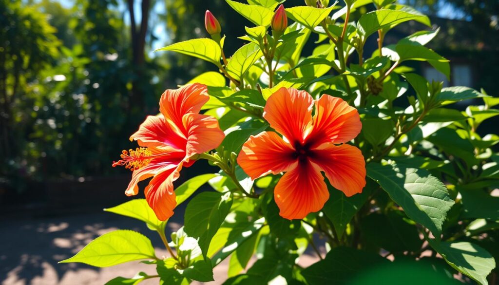 Hibiscus plant sunlight