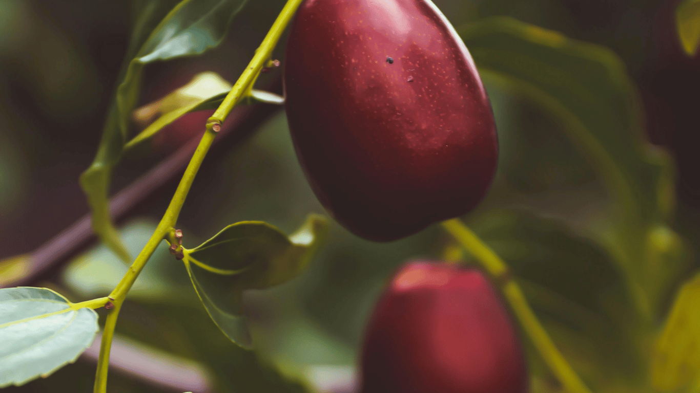 jujube tree