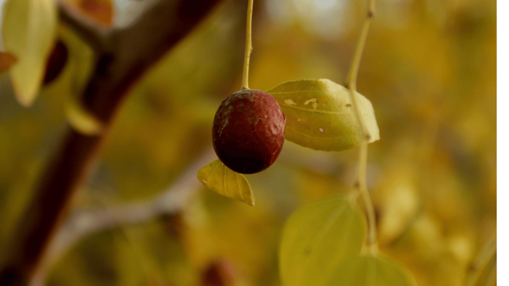 jujube fruit