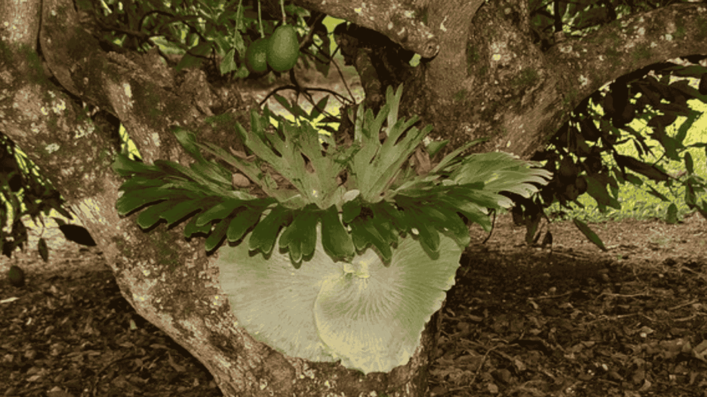 caring for elkhorn ferns