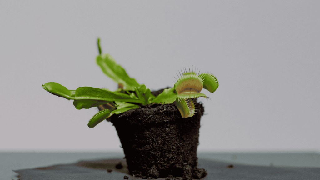 hermaphodite venus fly trap