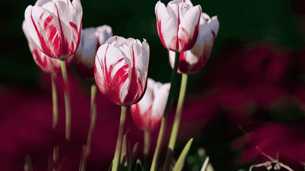 tulips