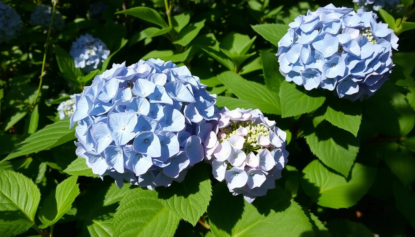 Mountain Hydrangea