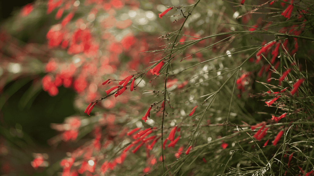 firecracker plant care