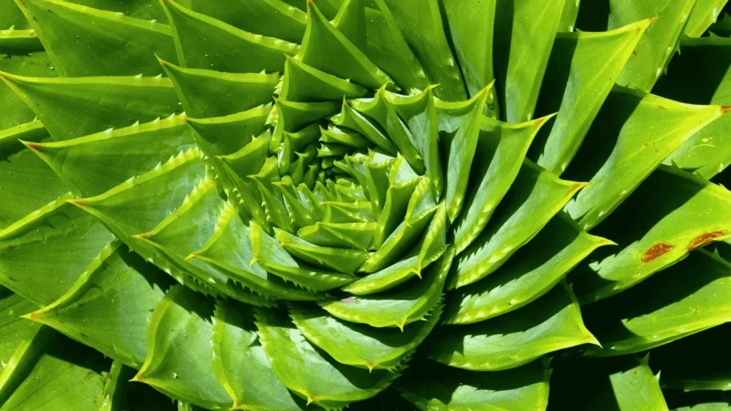 spiral aloe