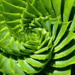 spiral aloe