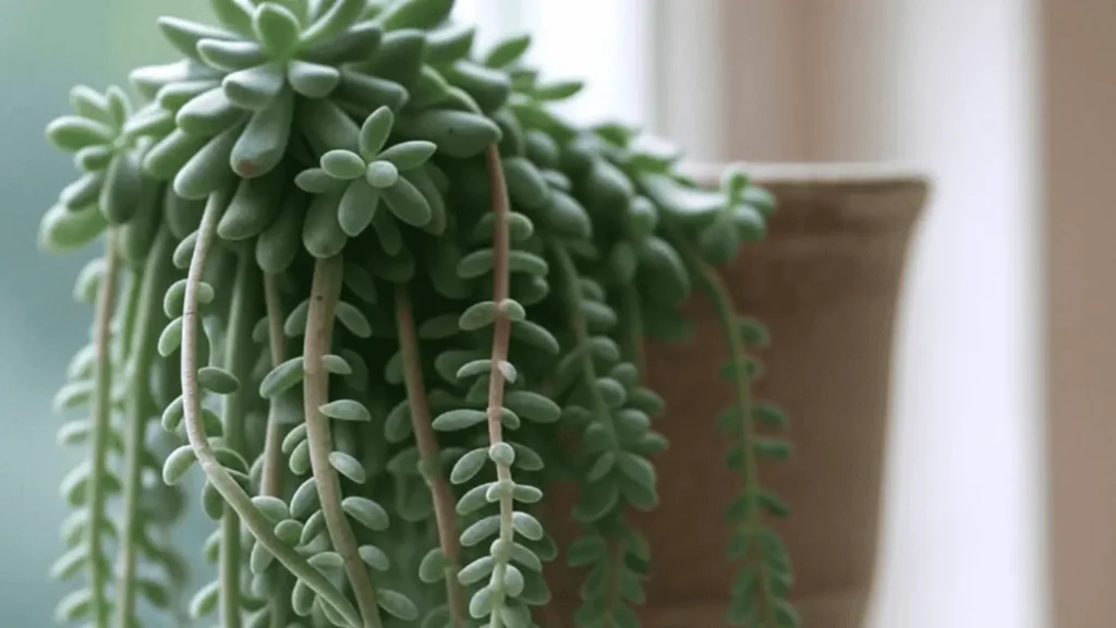 burro's tail plant