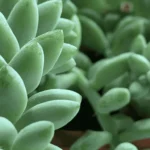 burro's tail