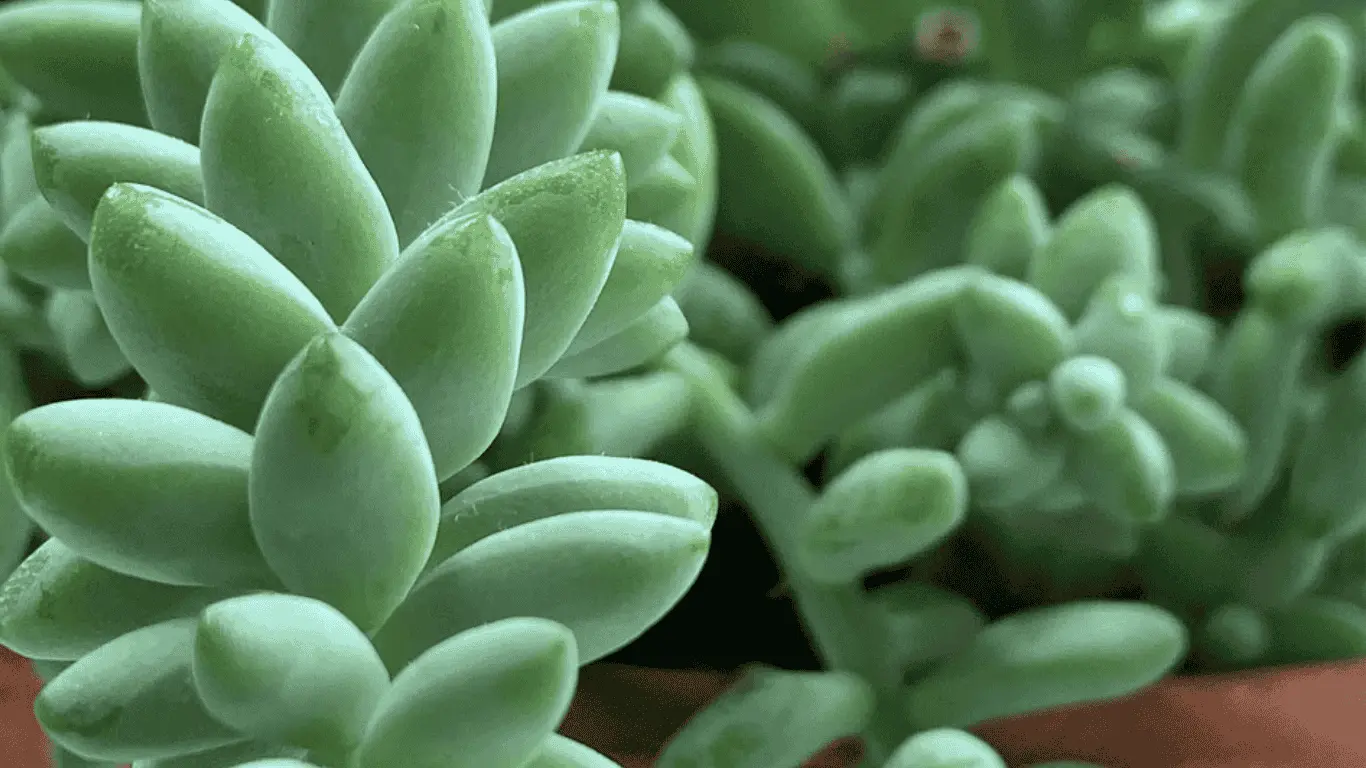 burro's tail