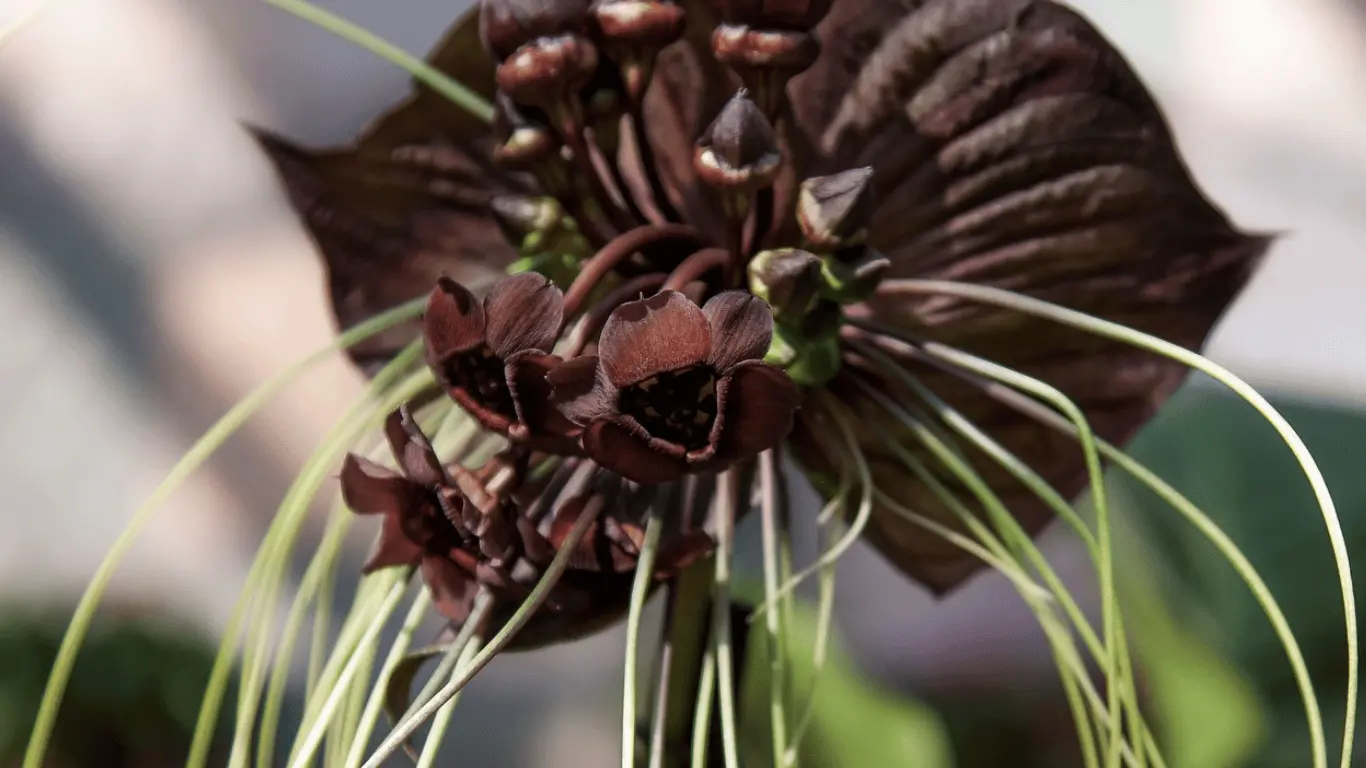 black bat flower