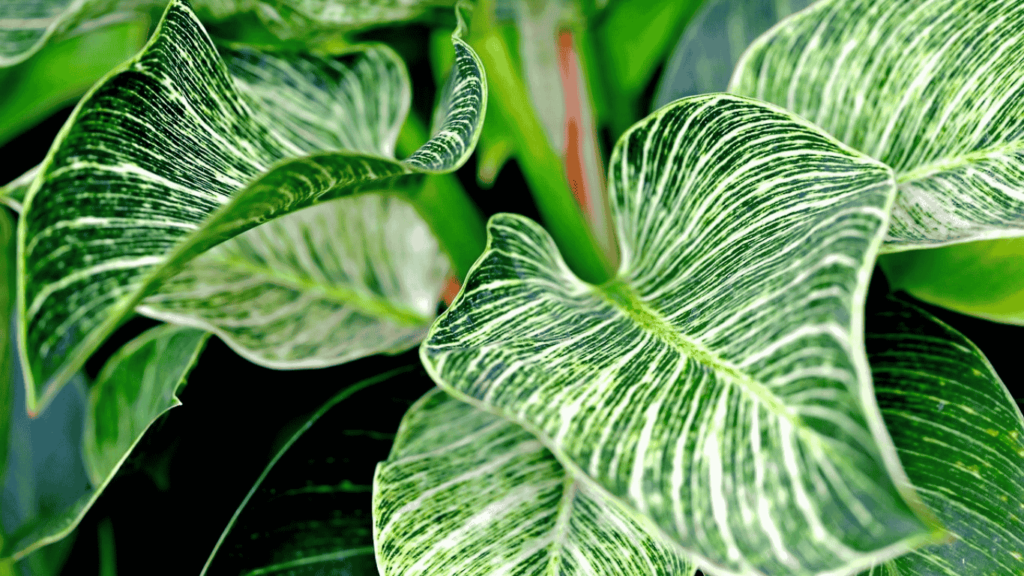 philodendron