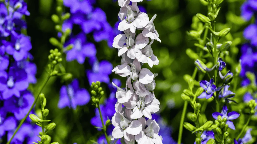 larkspur flower