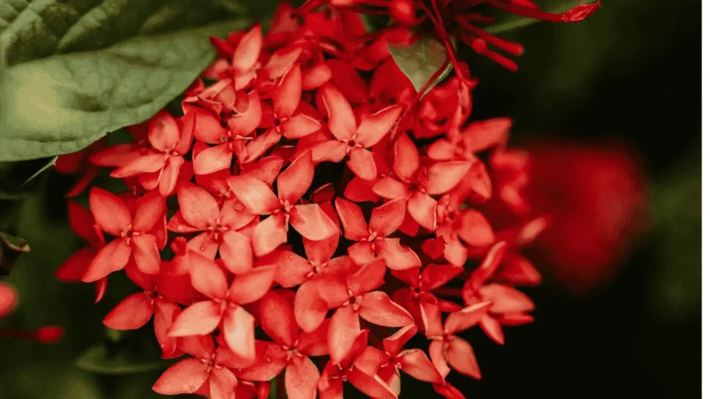 ixora flower plant