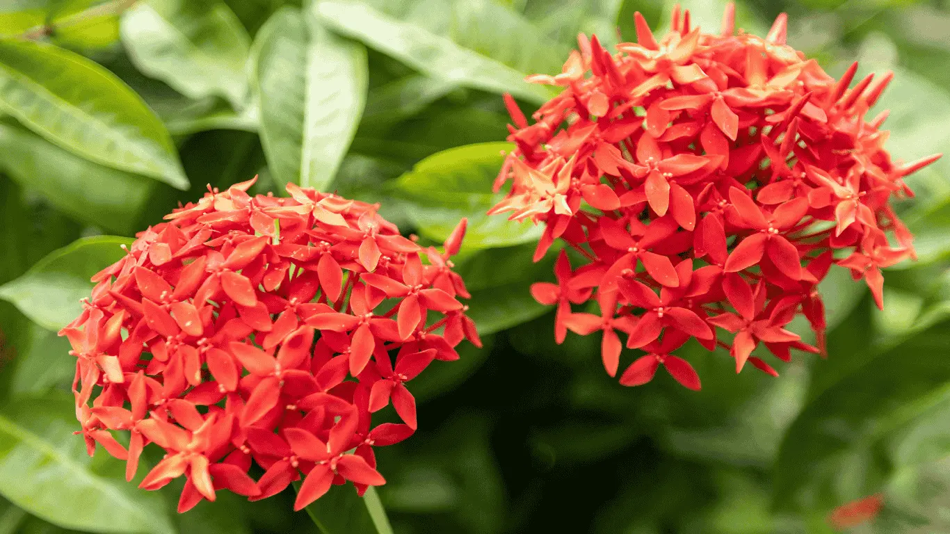 ixora flowers