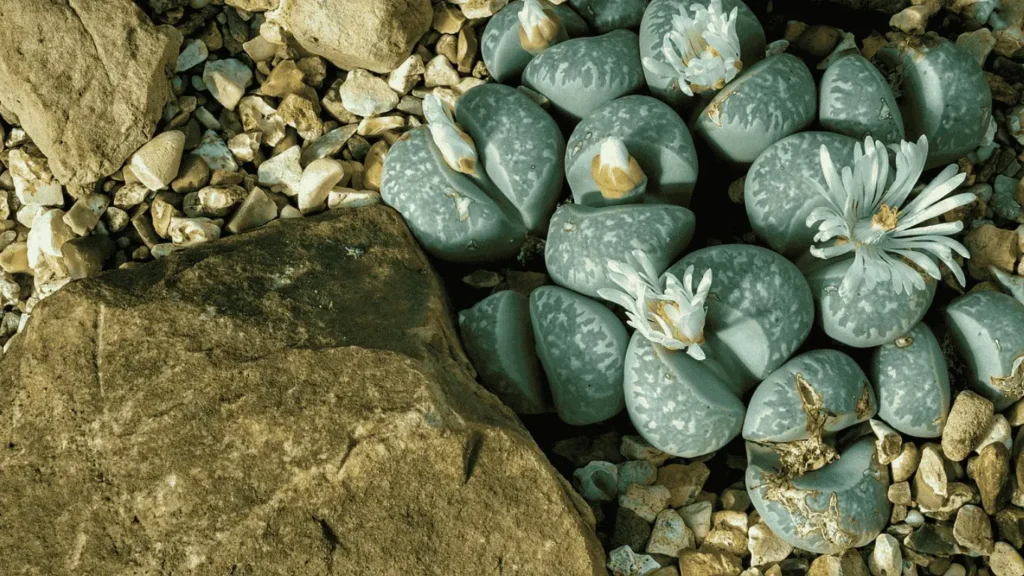 Lithops seasonal care