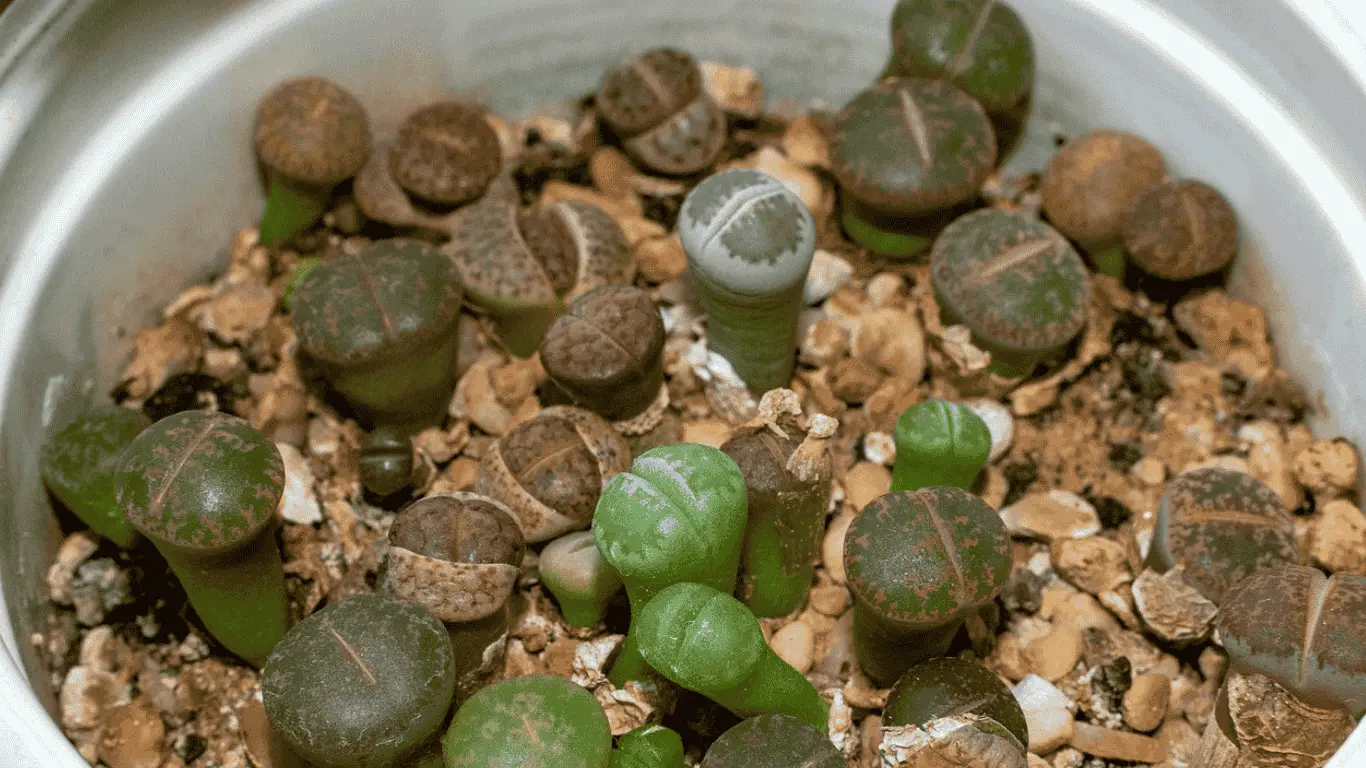 Lithops