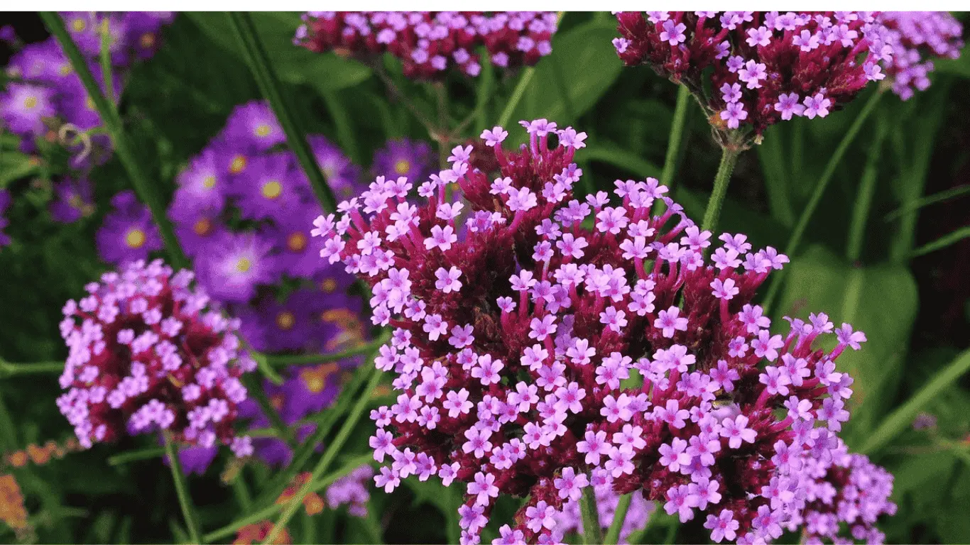 Verbena