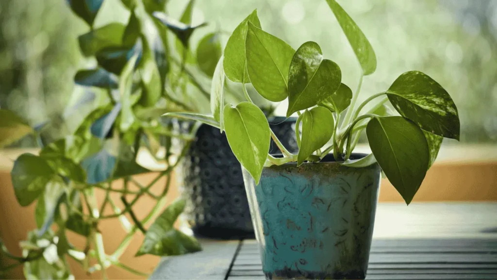 jade satin pothos