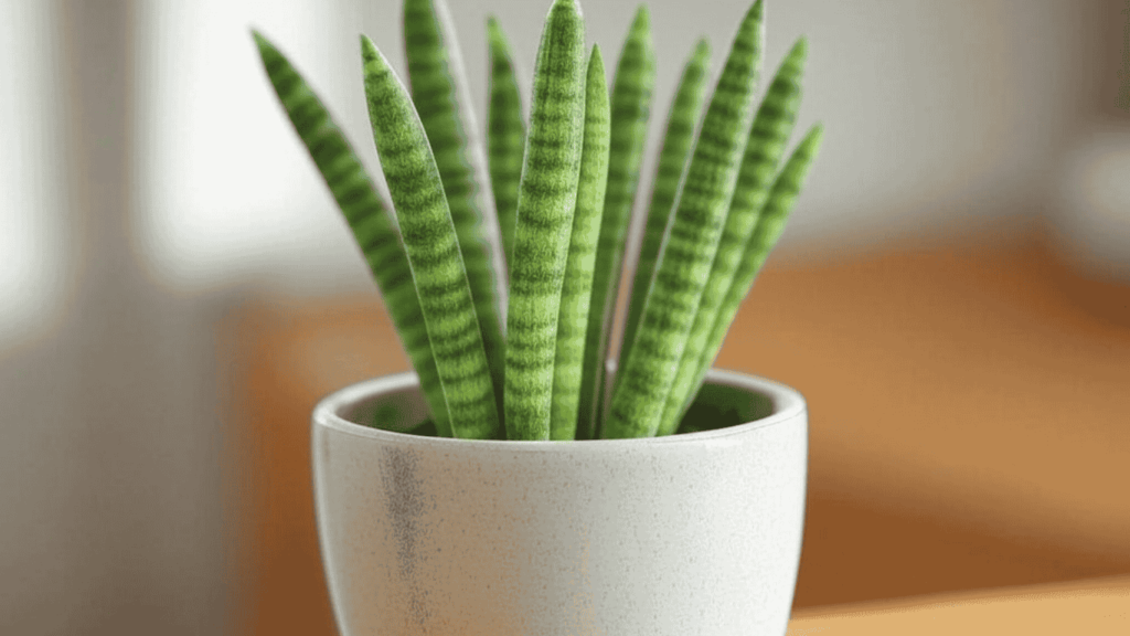 starfish snake plant care