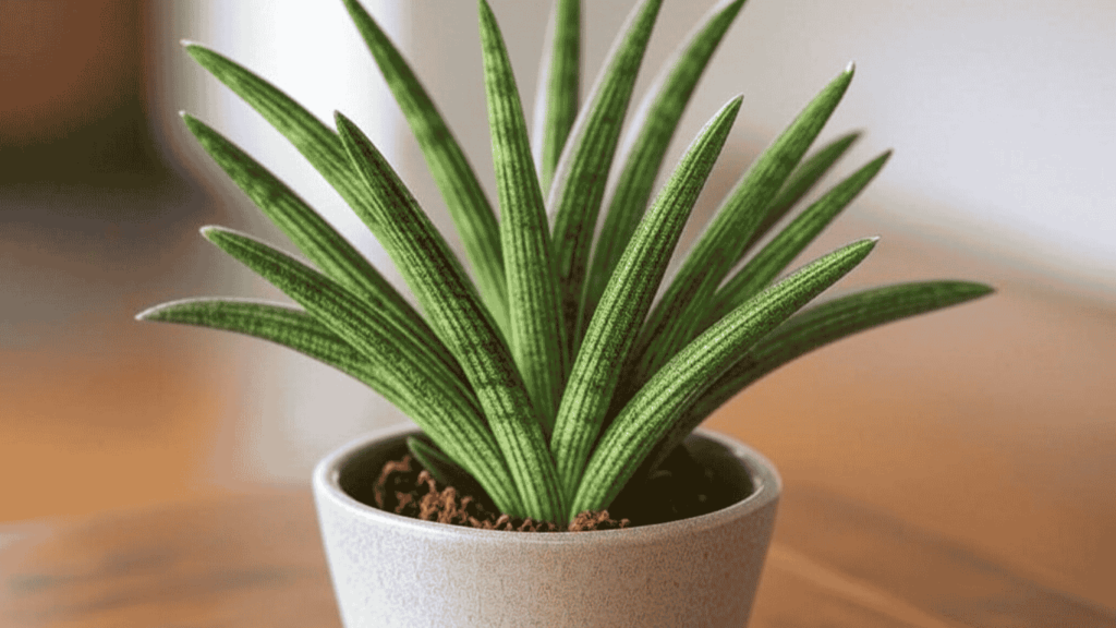 starfish snake plant