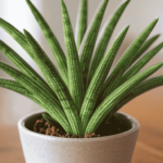 starfish snake plant