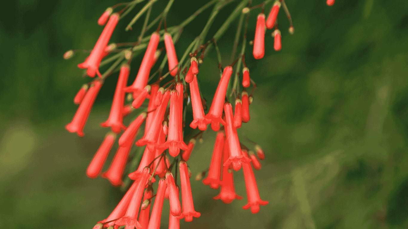 firecracker plant