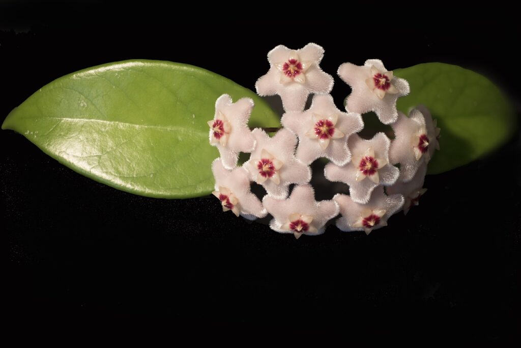 hoya krohniana