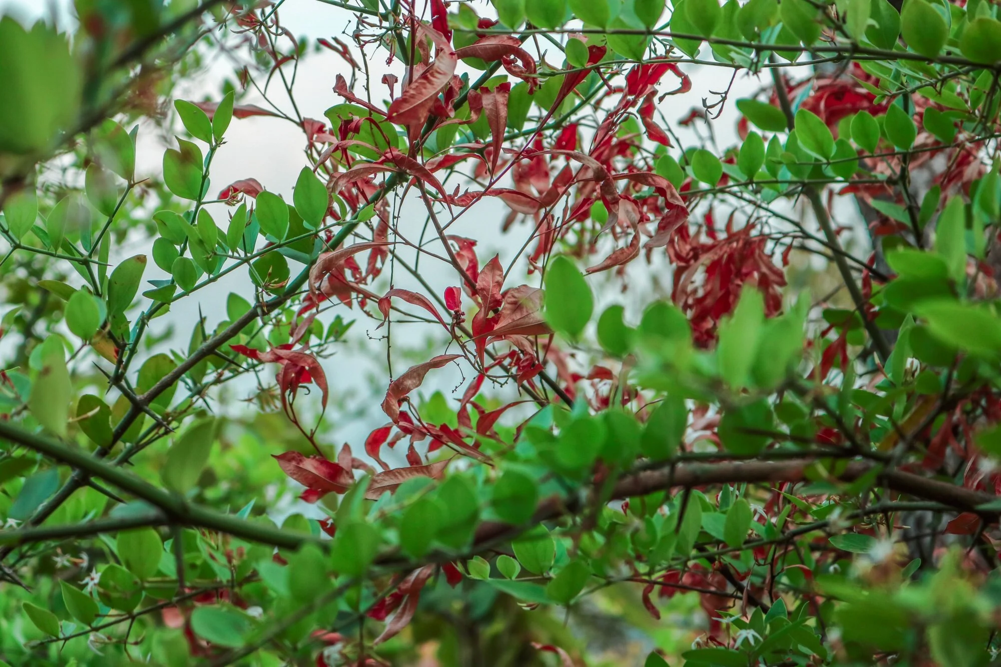 Shrimp plant