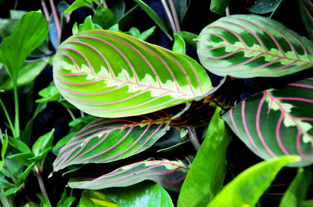 lemon lime maranta