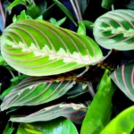 lemon lime maranta