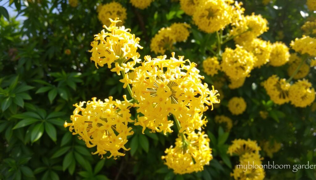 osmanthus flower